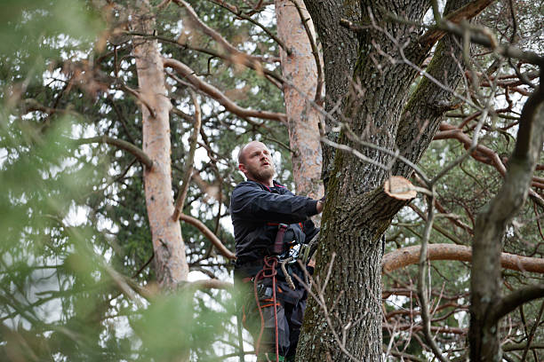 Best Tree Risk Assessment  in Huber Ridge, OH